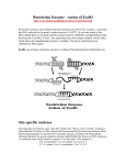 Restriction Enzyme - Action of EcoRI