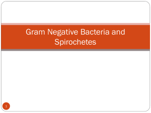 12 Gram Negative Bacteria
