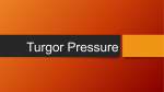 Turgor Pressure