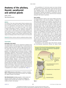 Anatomy of the pituitary, thyroid, parathyroid and adrenal glands