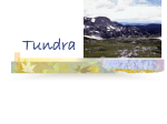 Tundra