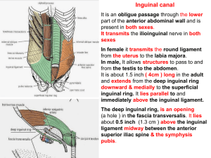 22-inguinal_canal2009-01-27 10:292.7 MB