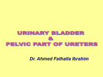 9.Urinary bladder