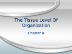 The Tissue Level Of Organization