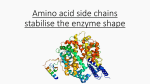 Amino acid side chains stabilise the enzyme shape Hydrogen bonds