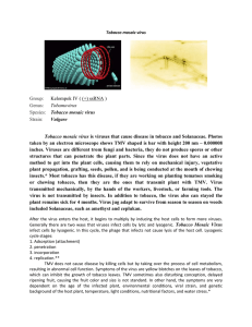 Tobacco mosaic virus is viruses that cause disease in