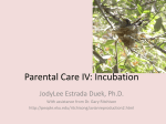 Parental Care IV: Incubation - University of Arizona | Ecology and