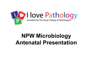 Microbiology Antenatal Screening