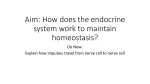 Aim: How does the endocrine system work to maintain homeostasis?