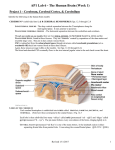 Lab Activity Sheets