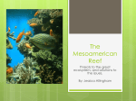 The Mesoamerican Reef