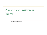 Anatomical Position and Terms