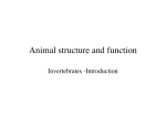 Animal structure and function