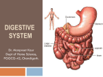 digestive system - Govt College Ropar