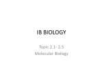 Topic 2.1-2.4 Molecular Biology