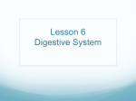 Digestive System - ilovescience367