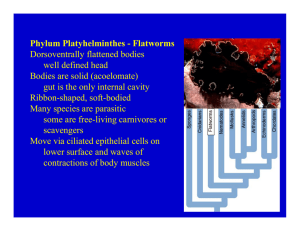 Phylum Platyhelminthes - Flatworms Dorsoventrally flattened bodies