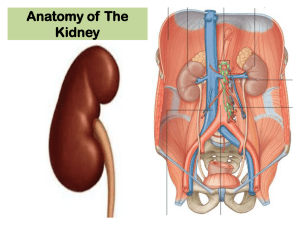 01-Anatomy of Kidney