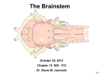 The Brainstem