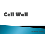 Cell Wall 1