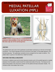 Medial Patella Luxation color 2 - Seattle Veterinary Specialists