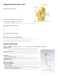 Guided notes 2 Histology - Liberty Union High School District