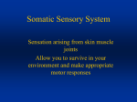 Somatic Sensory System