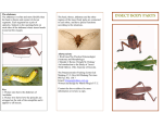 INSECT BODY PARTS