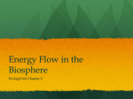 explain how energy flows through ecosystems
