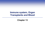 Chimeric Immune System