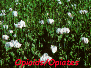 Introduction to Opiates