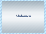 Abdomen