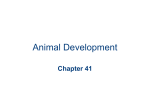 Chapter 41 Animal Development