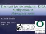 The hunt for dim mutants - University of Oregon (SPUR)