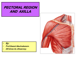 pectoral region and axilla