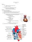 Cardiovascular System Heart General Shape Approximately the size