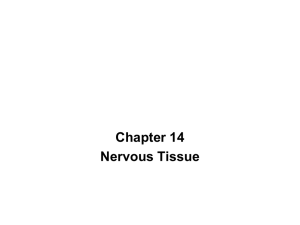 Chapter 14-Nervous Tissue