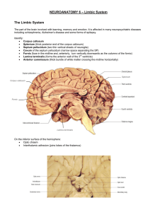 NEUROANATOMY 6 – Limbic System The Limbic System