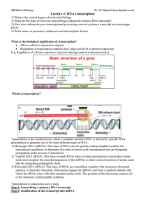 Lecture 4: DNA transcription