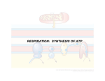 RESPIRATION: SYNTHESIS OF ATP