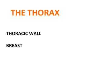thorax - bones joints muscles