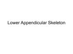 Lower Appendicular Skeleton only