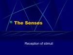 The Senses - Studyclix