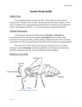 Insects Study Guide
