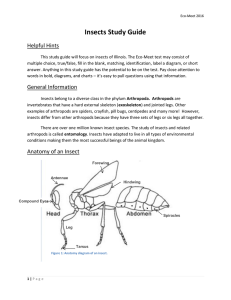Insects Study Guide