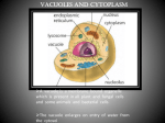 Vacuoles
