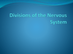 Divisions of the Nervous System