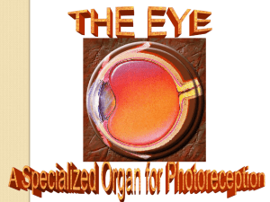 The Eye - My Anatomy Mentor