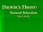 Darwin`s Theory: Natural Selection