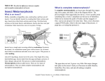 Insect Metamorphosis Notes